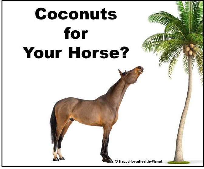 Waarom zou je je paard cocosnoot vruchtvlees voeren?
