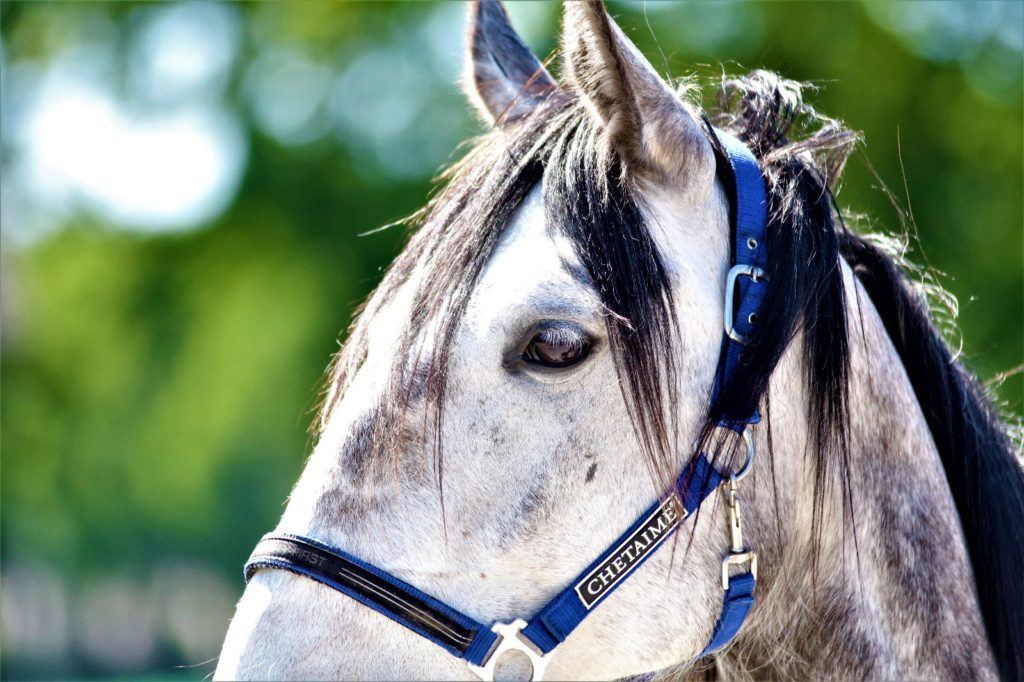 Weetjes Woensdag: vitamine D voor je paard, hoe zit dat?