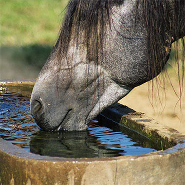 Een paard van circa 450 kg drinkt gemiddeld tussen de 18 en 75 liter per dag! En een volwassen paardenlichaam bevat gemiddeld 70% water.