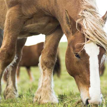 Voor volwassen paarden en pony's, ook sportpaarden, is het bijvoeren van macromineralen via mineraalvoer meestal niet noodzakelijk, maar heeft normaal gesproken ook geen effect op opname van sporenelementen