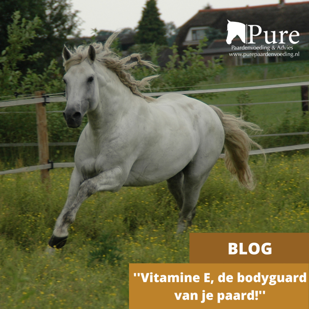 Vitamine E, de bodyguard van je paard!