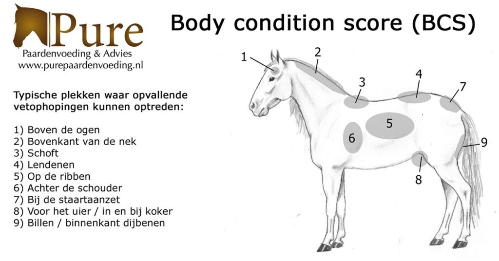 Body Condition Score (BCS), wat houdt dat precies in?