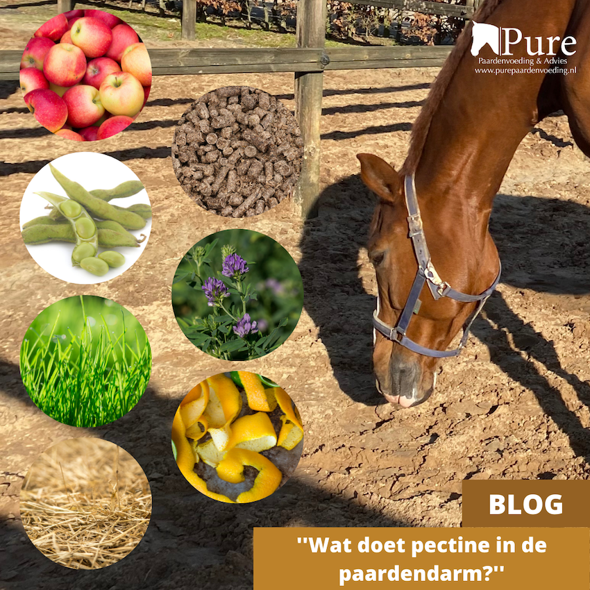 Wat doet pectine in de paardendarm?