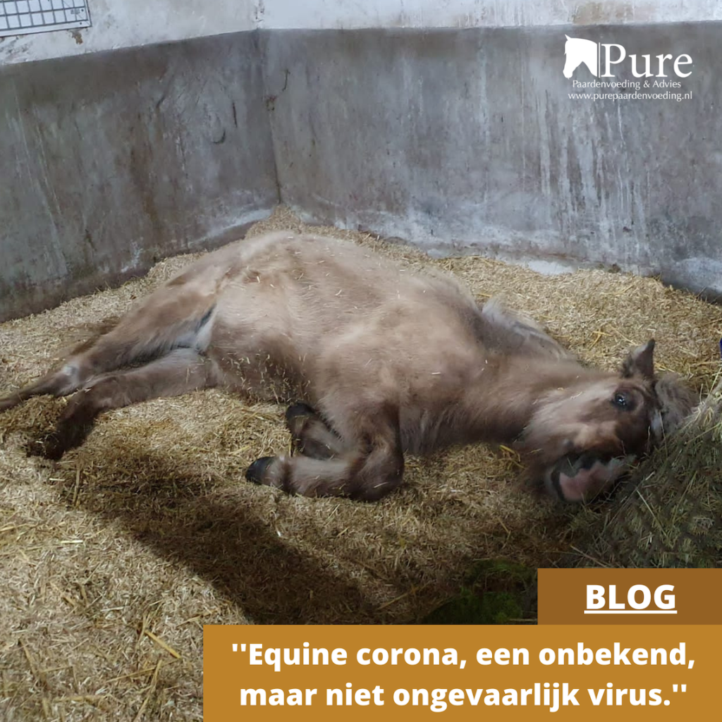 Equine corona, een onbekend, maar niet ongevaarlijk virus