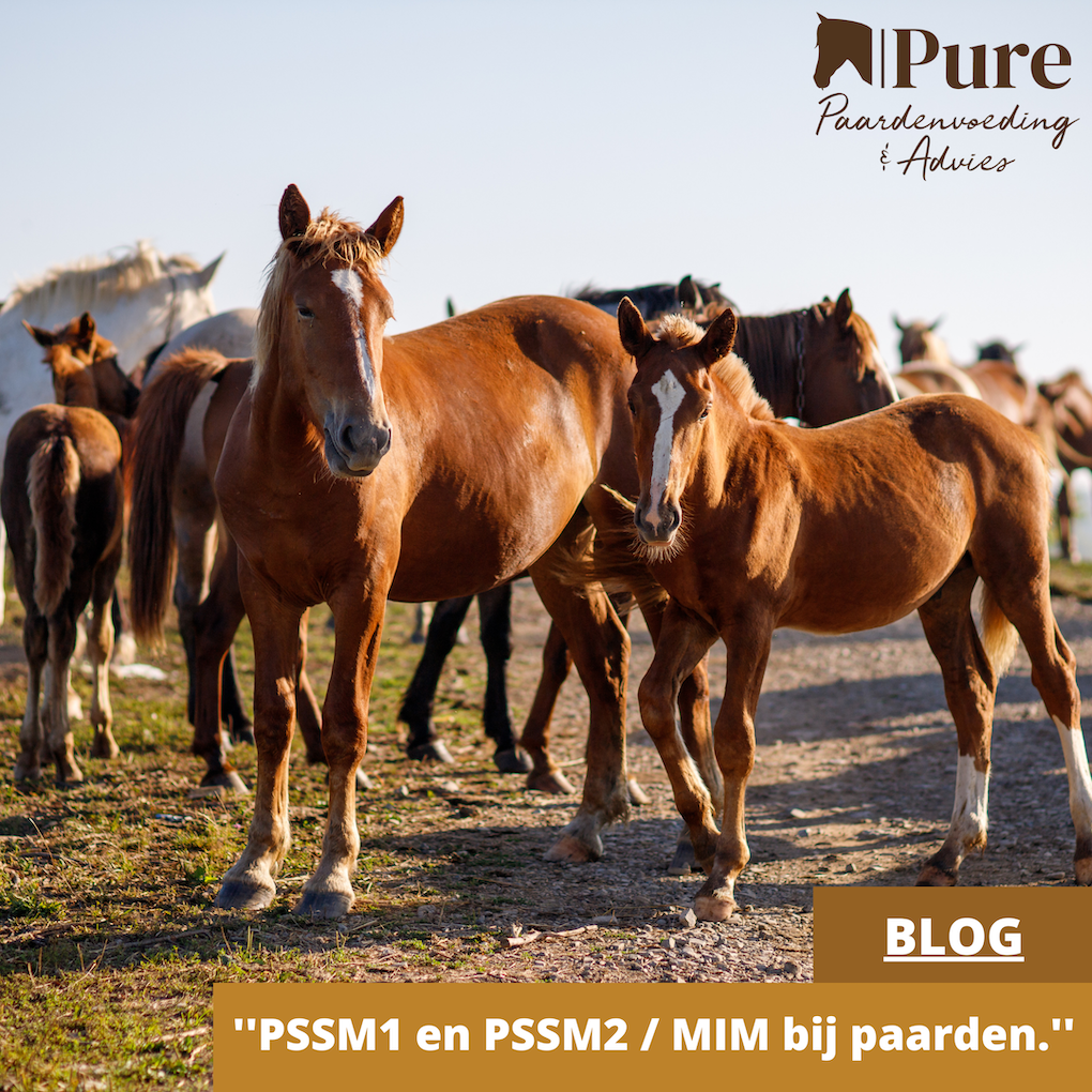 PSSM1 en PSSM2 / MIM bij paarden